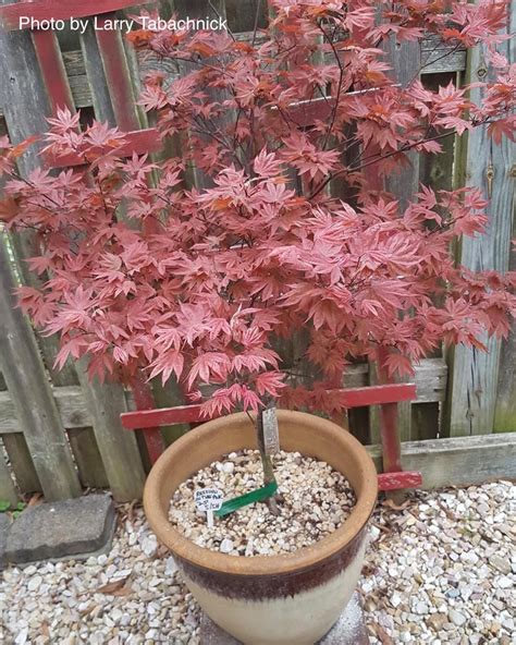 Buy Acer Palmatum In The Pink Dwarf Red Japanese Maple Tree Mr