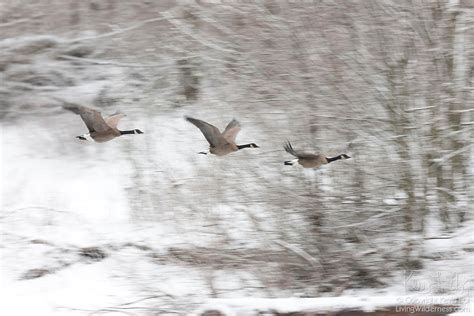 Three Canada Geese Flying In Snow Storm Living Wilderness Nature