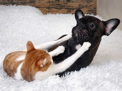 Can Cats And Dogs Really Get Along Heres How To Make It Work