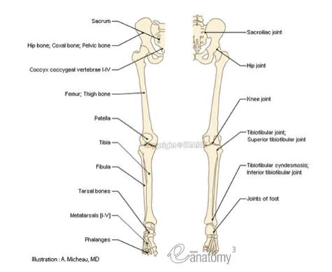 Orthopedics Lower Extremity Flashcards Quizlet