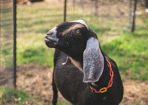 Dairy Goats Gain Popularity With Small Farmers 4 Hers Mississippi