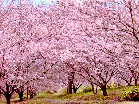 Sakura FloraÇÃo Das Cerejeiras Japonesa