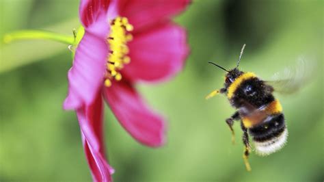 Bee Friendly Plants For Every Season Friends Of The Earth