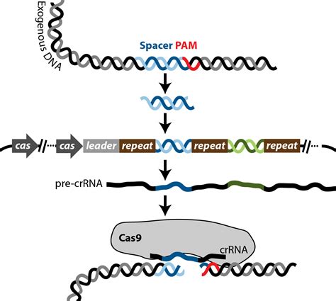 Crispr