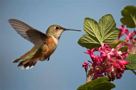 Wild About Utah Native Plants For Birds Upr Utah Public Radio