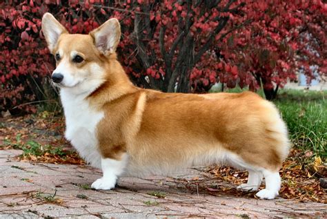 Pembroke Welsh Corgi Dogs Profile Facts Care Grooming Dogdwell