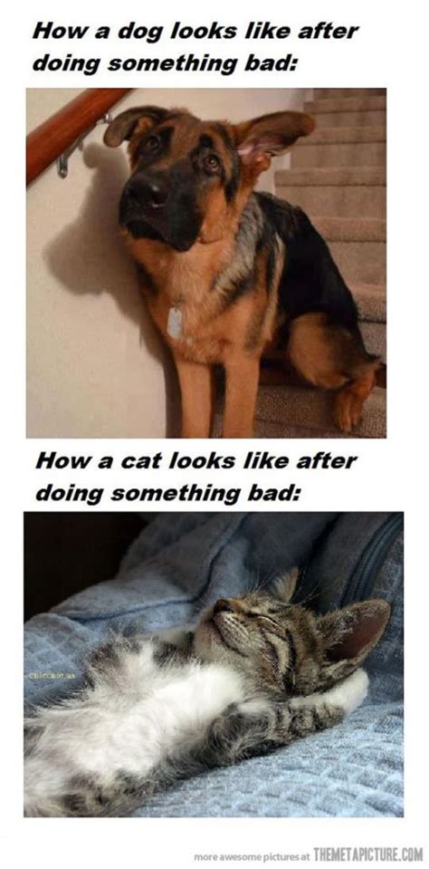 Cat Vs Dog Memes Which Are Too Funny Viral Slacker
