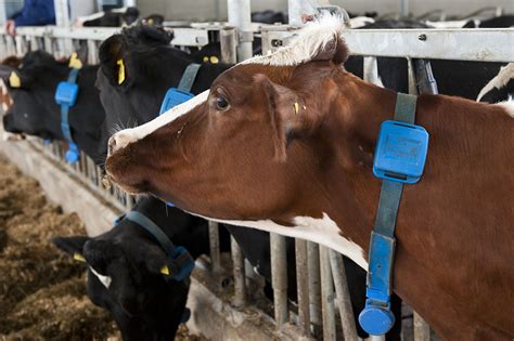 Precision Technologies To Maximise Reproductive Performance In Dairy