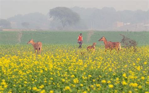 Mustard Is All Set To Become The First Genetically Modified Food In