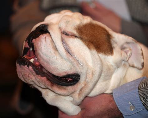 Since many of these reasons are severe, we recommend that you see a veterinarian if your dog is wobbly and. Pedigree Dogs Exposed - The Blog: Bulldogs @ Crufts 2013 - Part 2