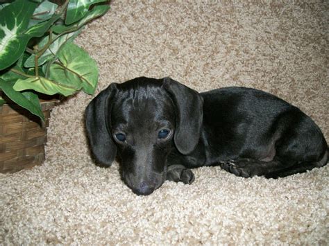 Miniature Dachshund Facts Info Temperament Puppies Pictures