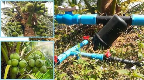 Drip Irrigation System For Trees With Flow Rate 80 145 Mlmin Liquid At