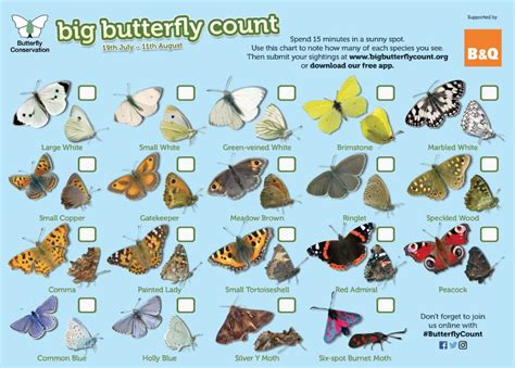 The Big Butterfly Count 2019 Garden Planting Schemes For