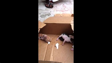 Abandoned Newborn Kittens Youtube