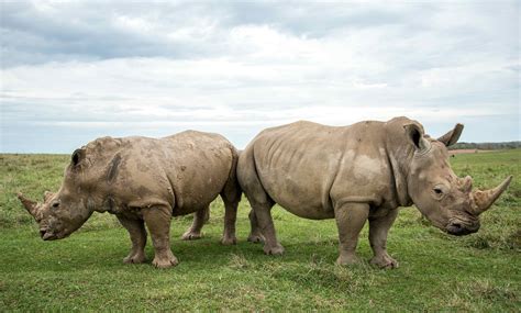 Facing Down A Crisis How We Almost Lost The White Rhino International Rhino Foundation
