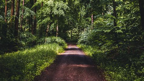 Download Wallpaper 2560x1440 Road Forest Trees Grass