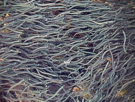 Packing Of Baby Eels May Be Overseen By Maine Law Enforcement