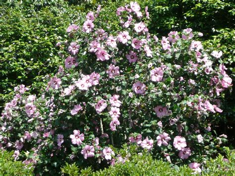 Althea Rose Of Sharon Aphrodite Pink With Red Centers Single Flowers Reaches 10 12h