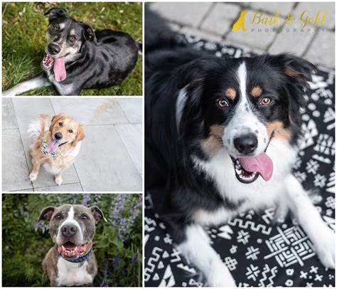 The 6 Photos Every Pet Parent Needs Bark And Gold Photography