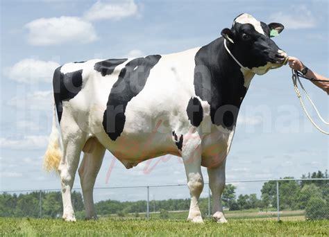 Bulls Holstein International