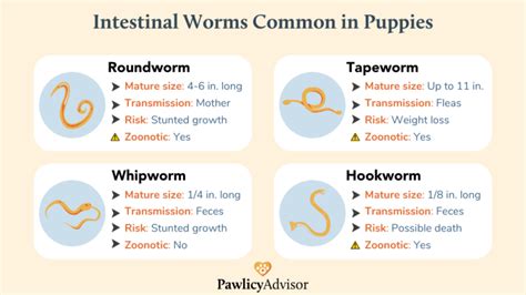 Puppy Deworming Schedule Everything You Need To Know Pawlicy Advisor