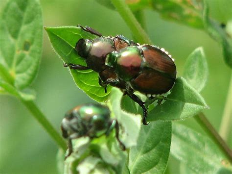 How To Prevent Japanese Beetles Garden Making