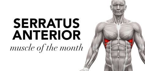Serratus Anterior Strengthening Exercises