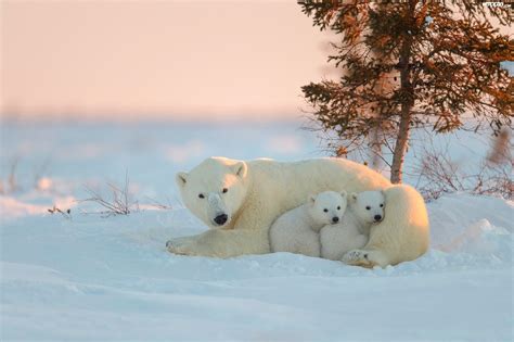 Niedźwiedzie Polarne
