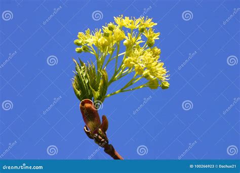 Beautiful Maple Tree Blossoms In Spring Stock Image Image Of Maple