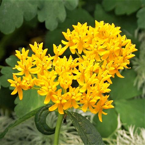 Asclepias Tuberosa Butterfly Weed Hello Yellow Milkweed Plant