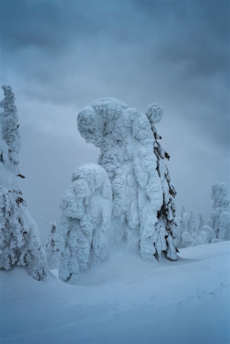 Whitefish Snow Ghosts