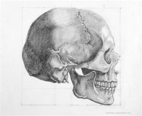 Skull Study Side View By Smilinjack On Deviantart