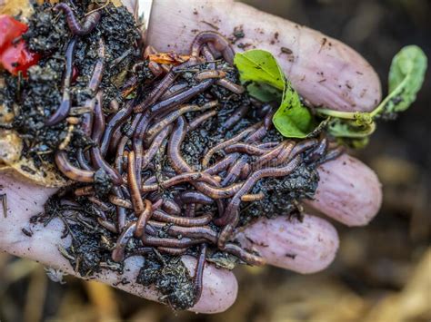 Earthworms From The Worm Tower Stock Photo Image Of Closeup