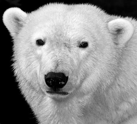 Polar Bear Portrait © All Rights Reserved No Usage Allo Flickr