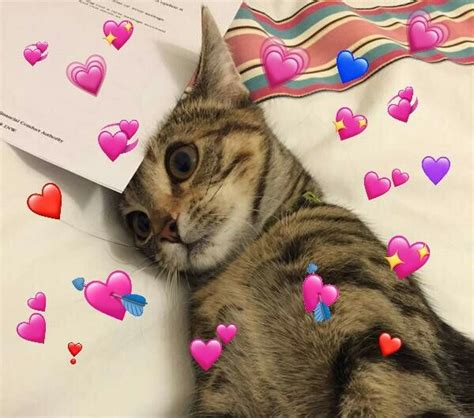 Pin By Pxrplxline On Gatitos Uwu In 2020 Funny Cat Memes Heart Meme