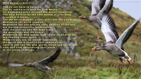 Wild Geese A Poem By Mary Oliver Wellington Church Glasgow