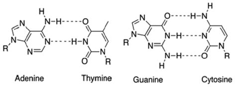 Watson Crick Base Pairing Between Adenine Thymine And Guanine Download Scientific Diagram