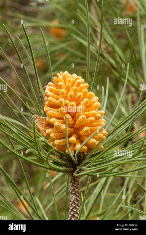 Pinus Pinea Stone Pine Flower In Shannon Np Wa Australia Stock Photo
