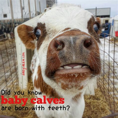 Just the (dairy) facts. 29 facts about dairy! | Dairy facts, Dairy cow facts, Cow facts