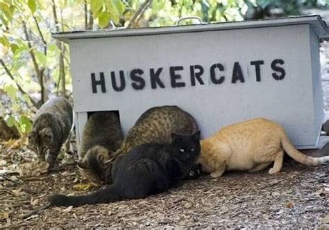 A School In Nebraska Is Run By Colonies Of Very Happy Feral Cats Love