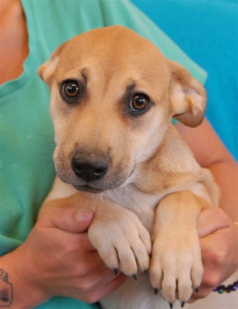 See more of puppies for adoption in indiana on facebook. Golden-hearted puppies debuting for adoption today!