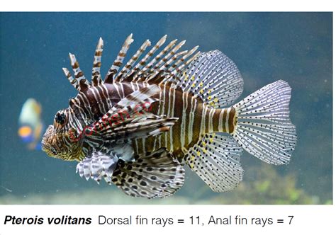 Is That Lionfish A Pterois Miles Or Pterois Volitans