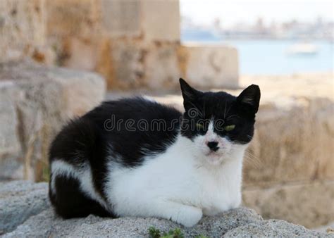 Stray Black And White Cat Mandraki Harbour Rhodes Greece Stock Photo