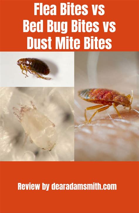 Flea Bites Vs Bed Bug Bites Vs Dust Mite Bites With