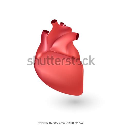 Human Heart Anatomy 3d Illustration Isolated ภาพประกอบสต็อก 1100391662