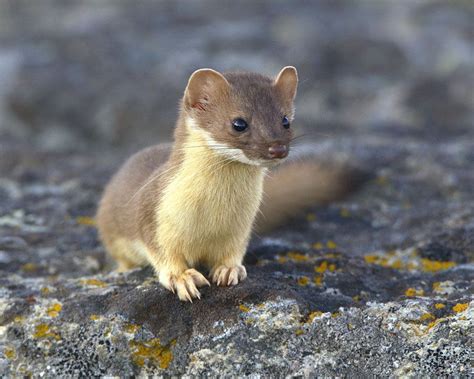 Long Tailed Weasel Cute Animals Cute Animal Pictures