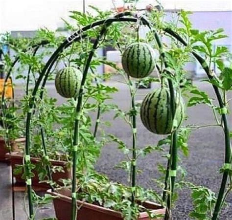 How To Grow Watermelons In Containers 1000 In 2020 Backyard