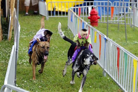 Monkey Jockeys Ride Dogs In Banana Derby At Galveston County Fair And