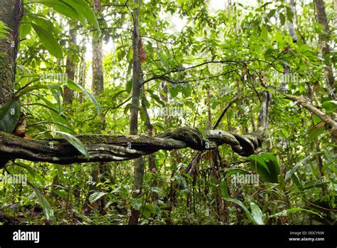 Lianas Winding Through The Rainforest In The Ecuadorian Amazon Stock