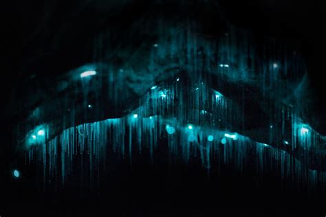 Carnivorous Glowworms Turn Caves Into Stunning Starscapes Wired